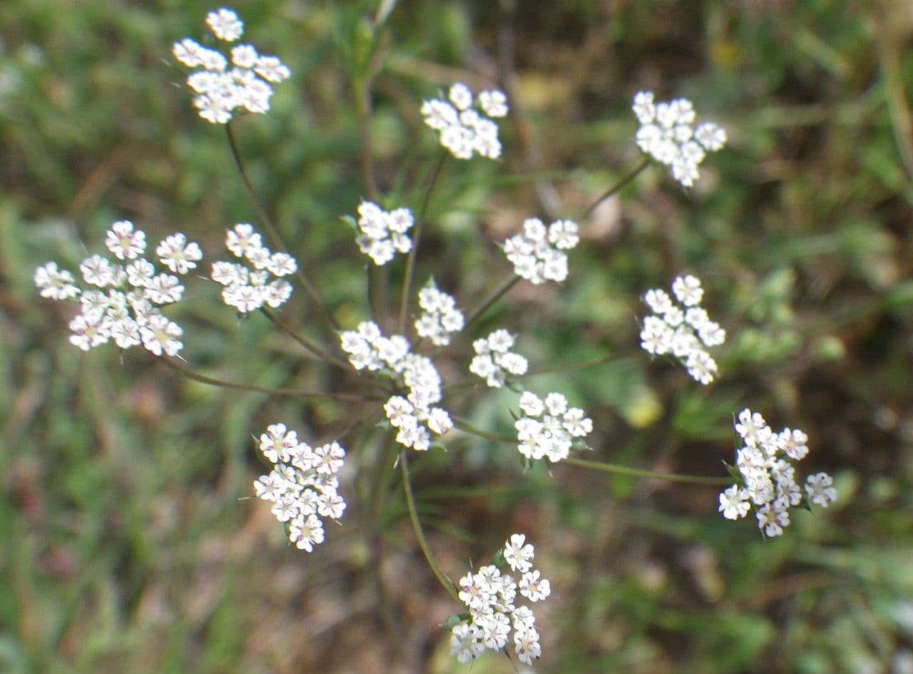 Ammoides pusilla 4