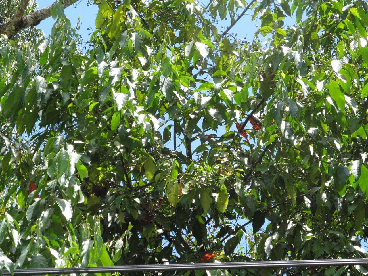 Nectandra 15