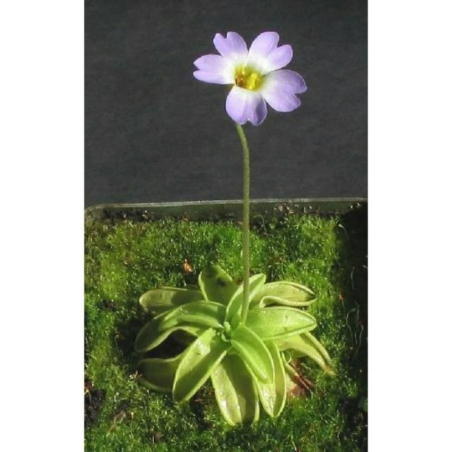 Grasa de primavera