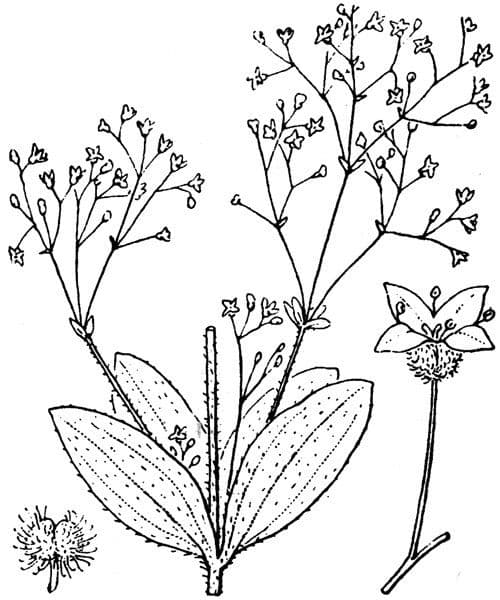 Galium 20