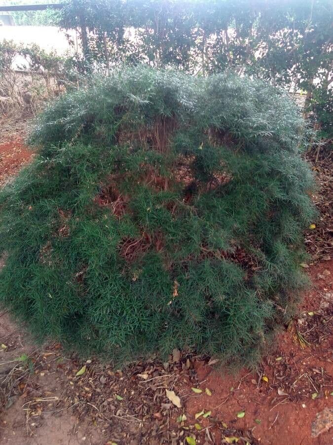 Hakea sericea 12