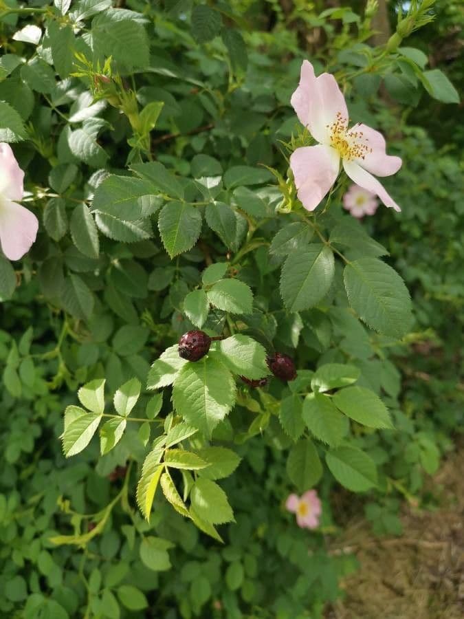 Rosa selvatica comune 26