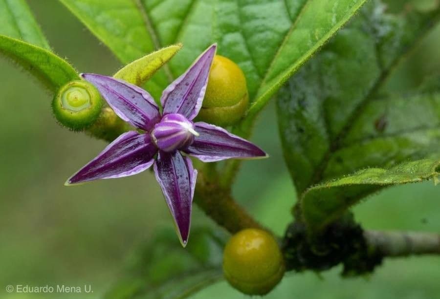 Lycianthes sanctaeclarae 8