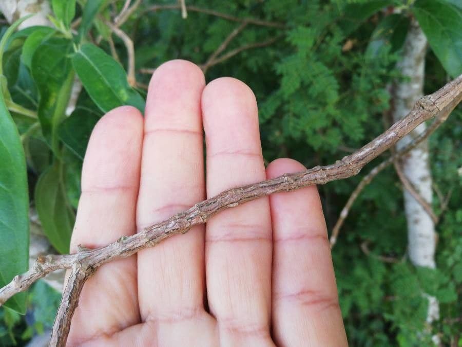 Morinda royoc 12