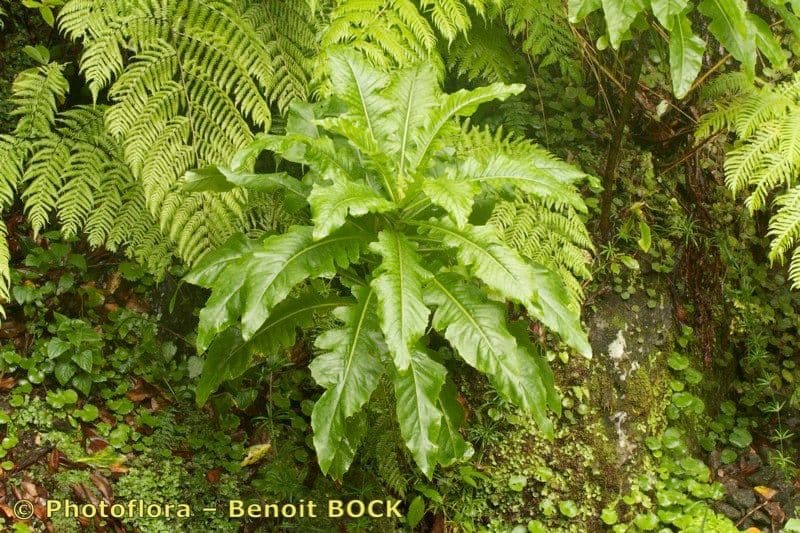 Strauchdistel 10