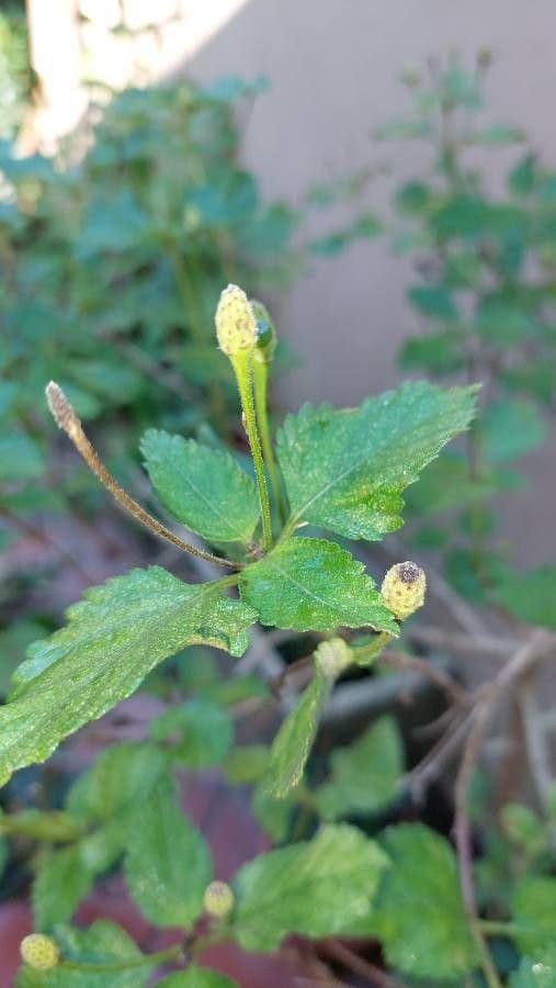 Lantana 17