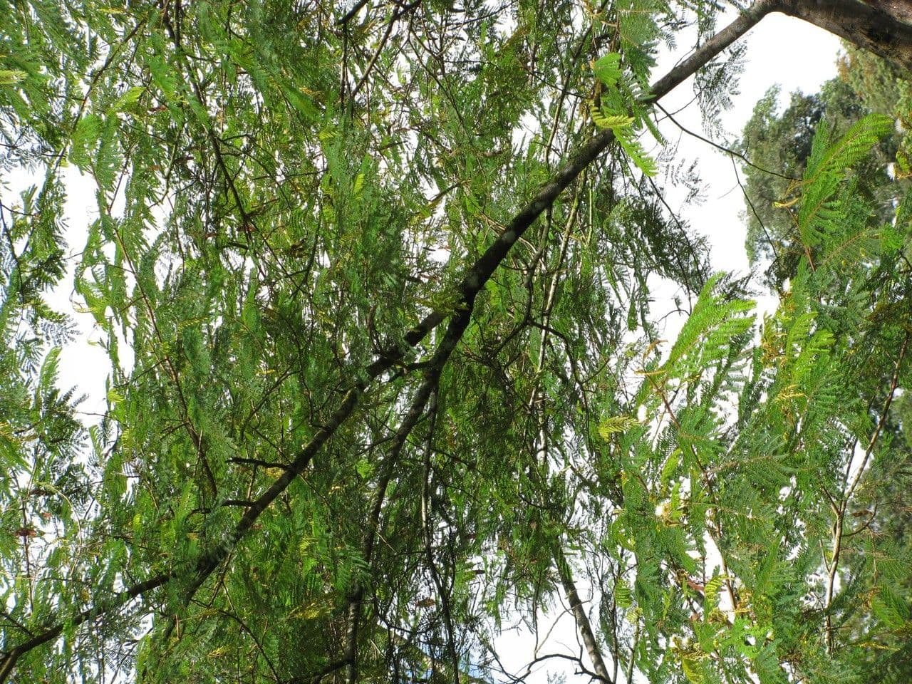 Albizia carbonaria 15