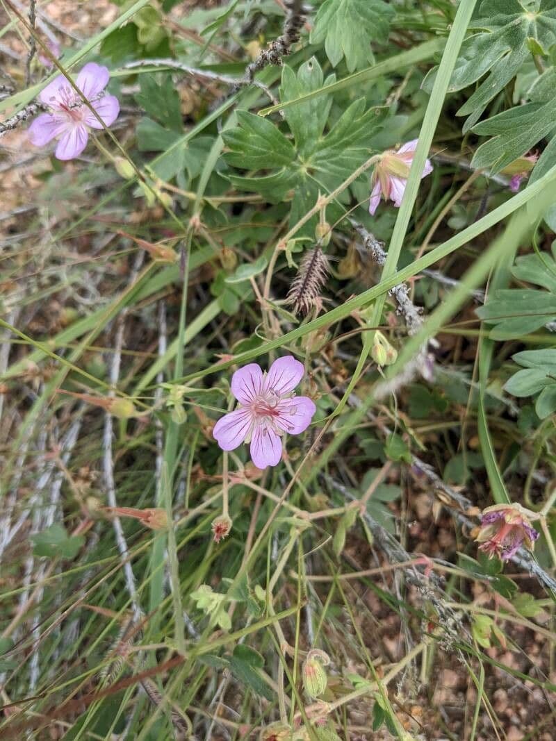 Géranium très visqueux 5