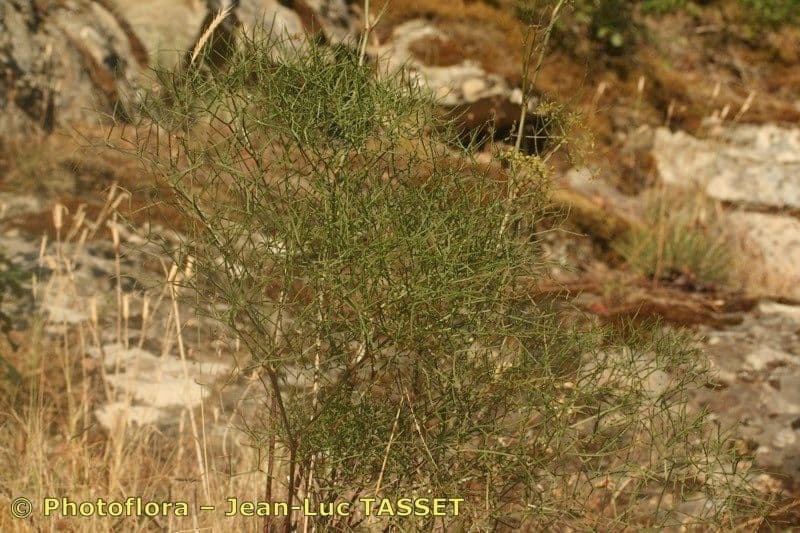 Peucedanum paniculatum 7