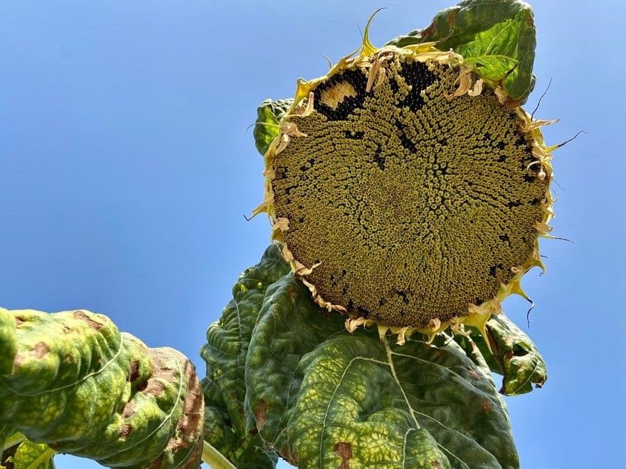 Tournesol géant