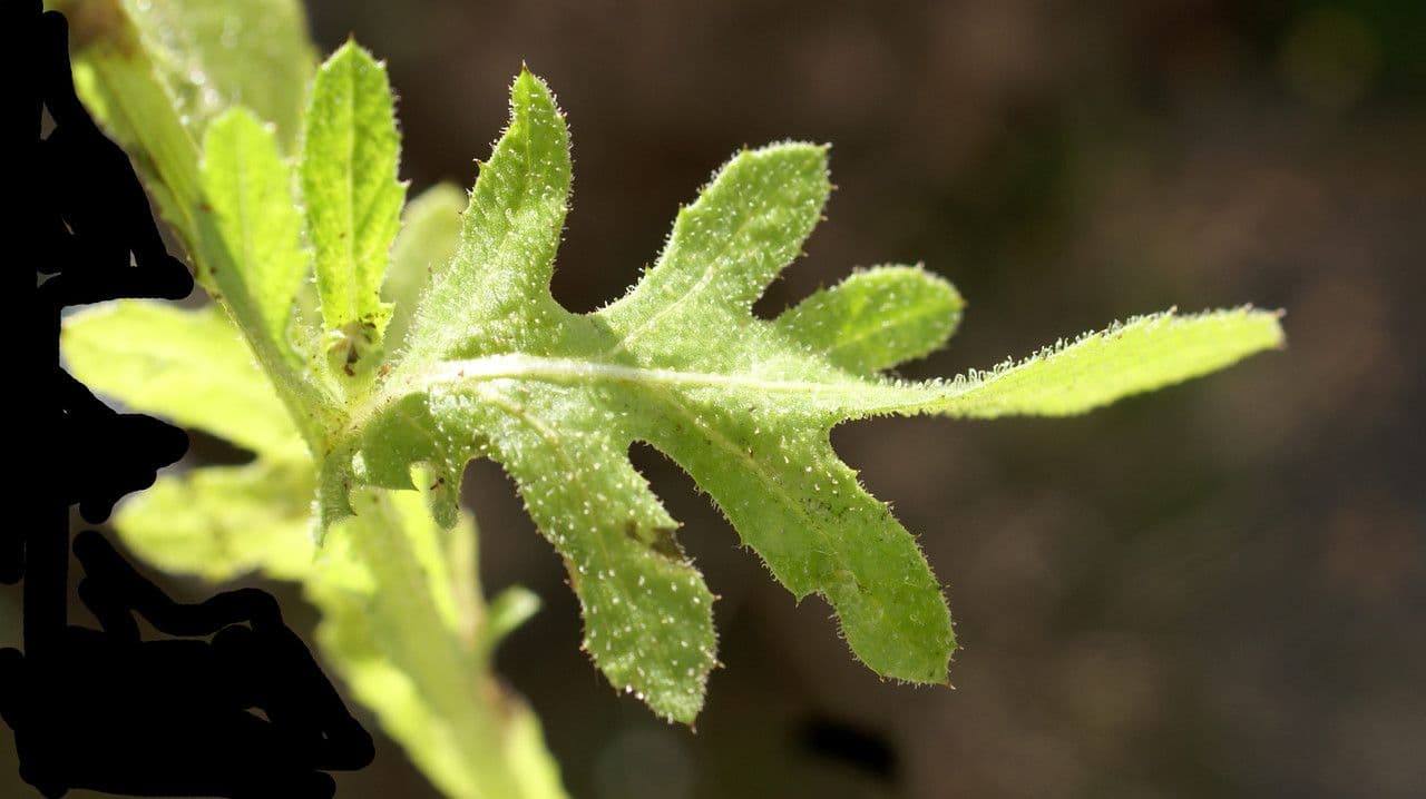 Volutaria tubuliflora 11