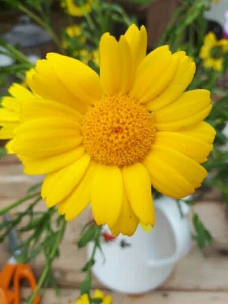 Saat-Wucherblume 9