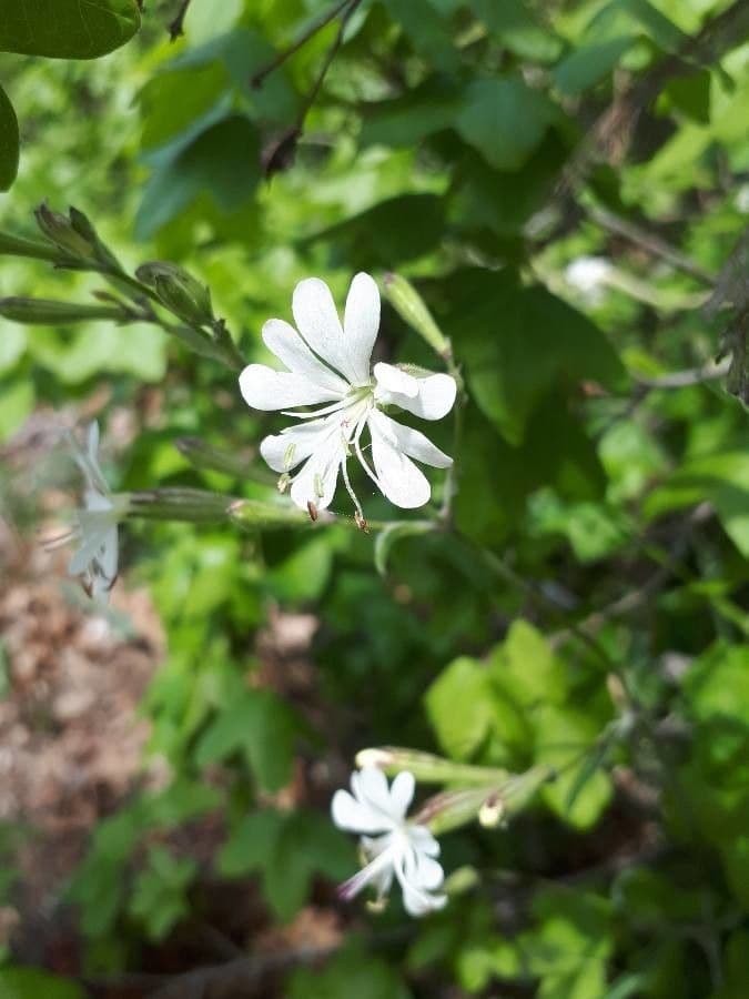 Silene italiana 9