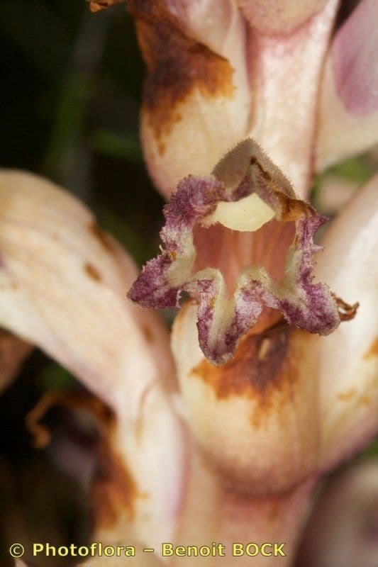 Orobanche a squame larghe 24