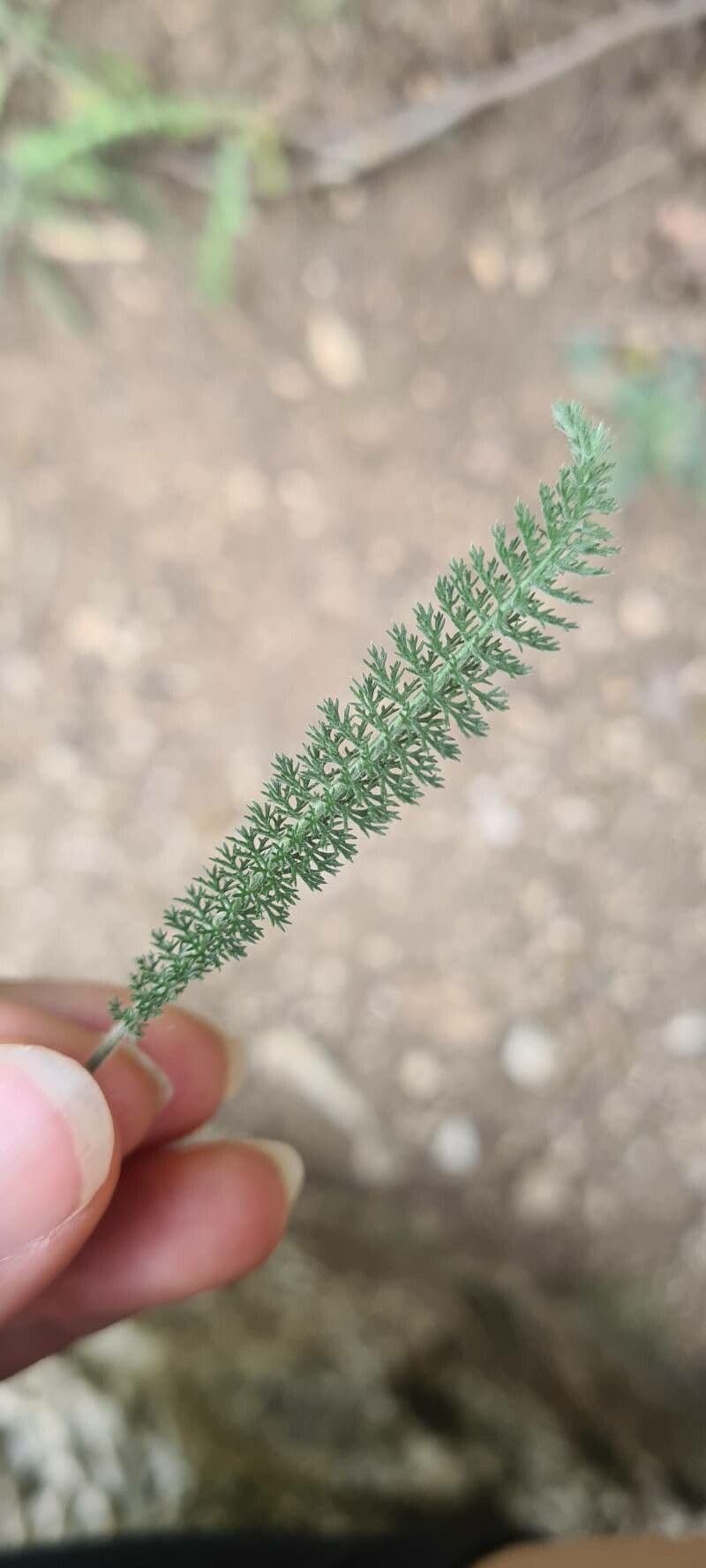 Achillée 8