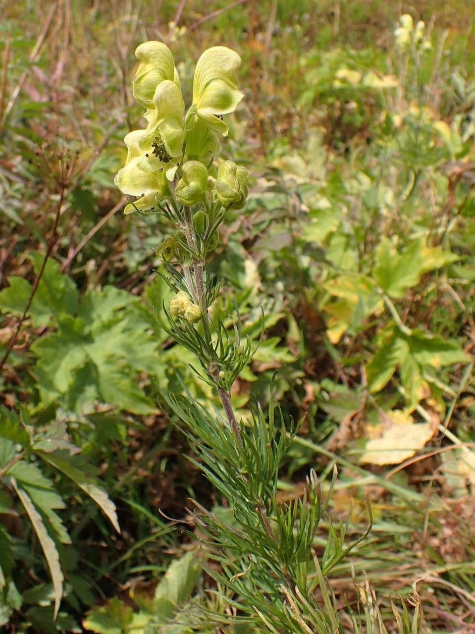 Aconito anthora 12
