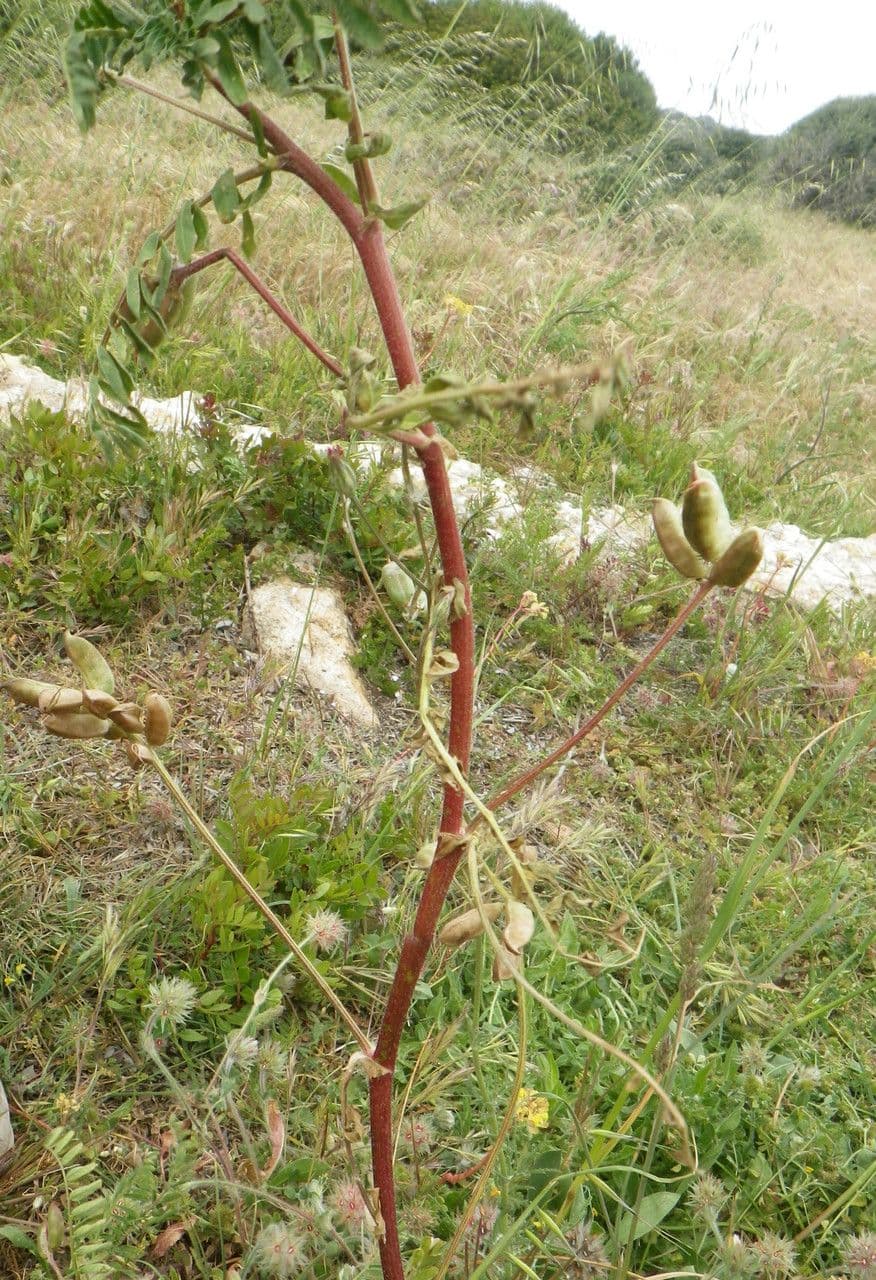 Gelbe Tragant 15