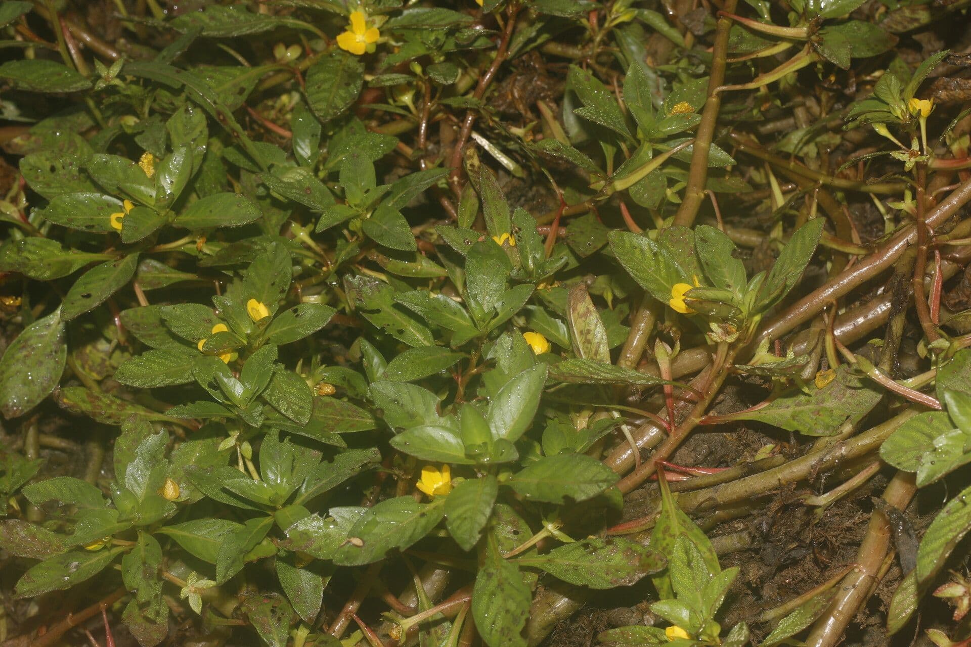 Ludwigia 7