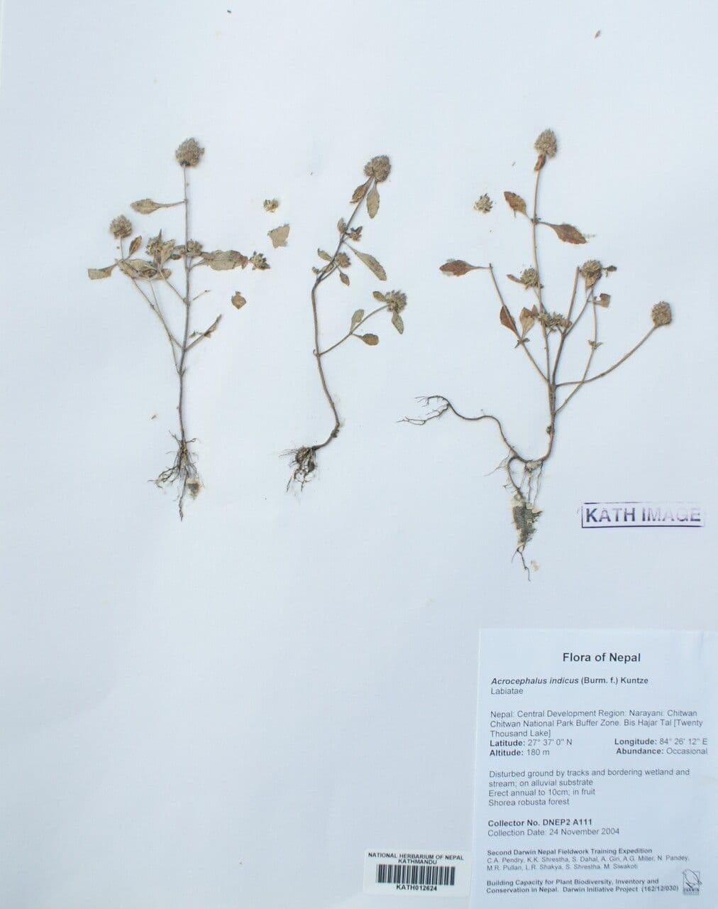 Platostoma 7