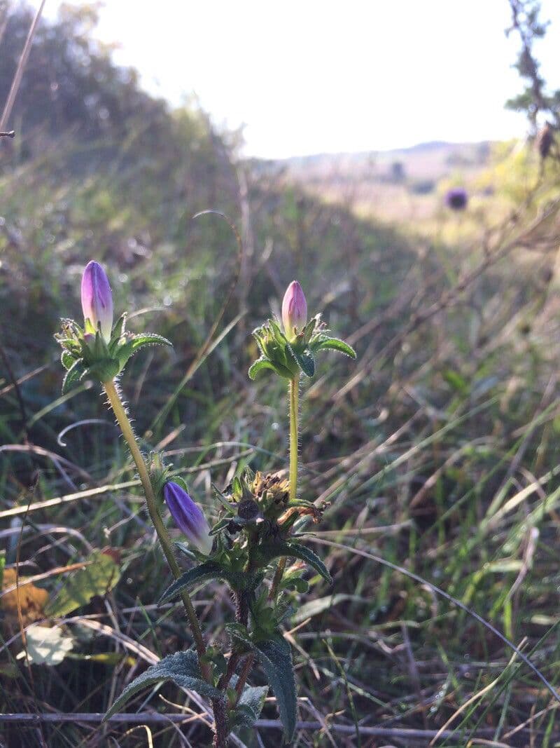 Campanula 8
