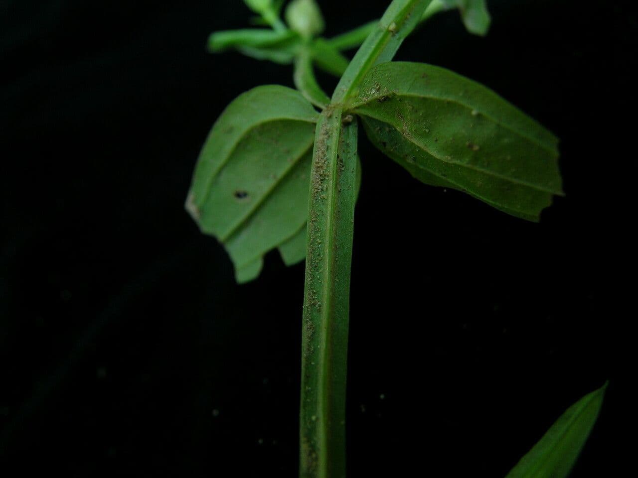 Canscora 7