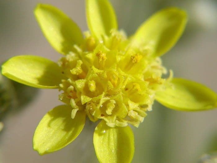 Baileya pauciradiata 4