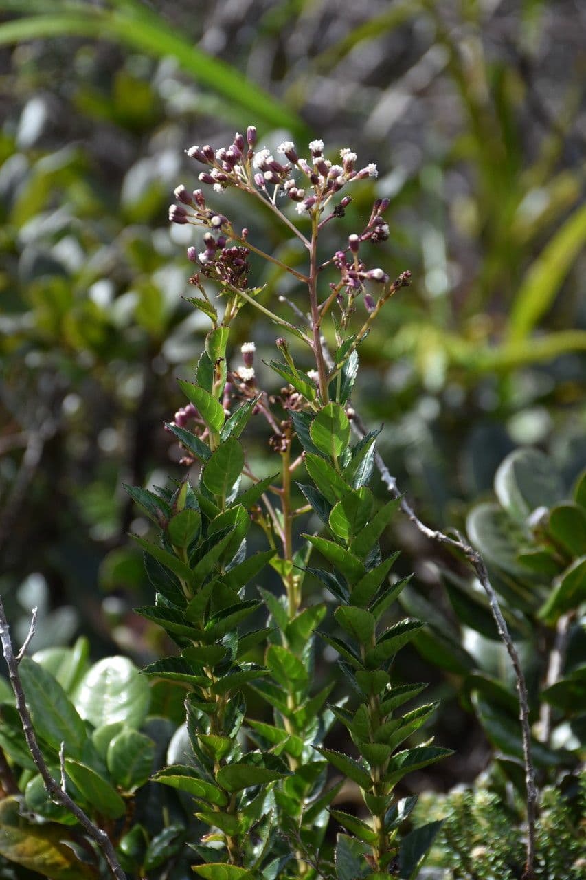 Faujasiopsis 3
