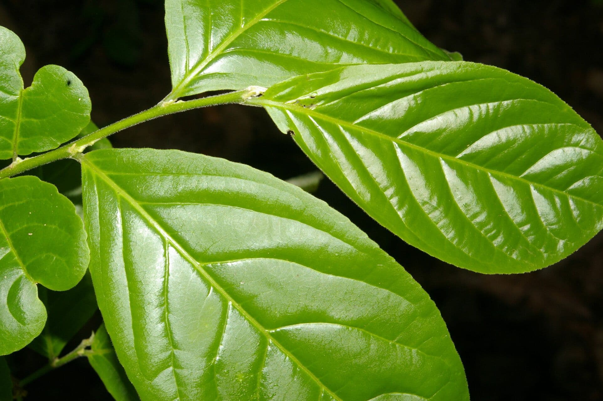 Casearia 5