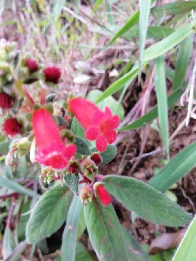 Kohleria spicata 15