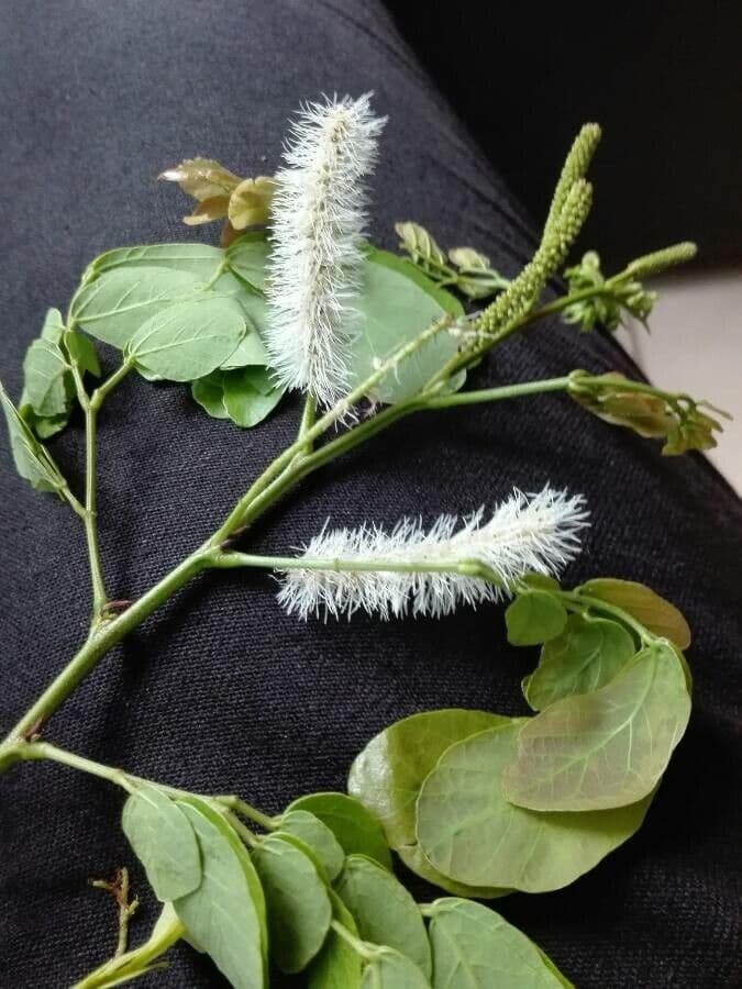 Caesalpinienblättrige Mimose 6