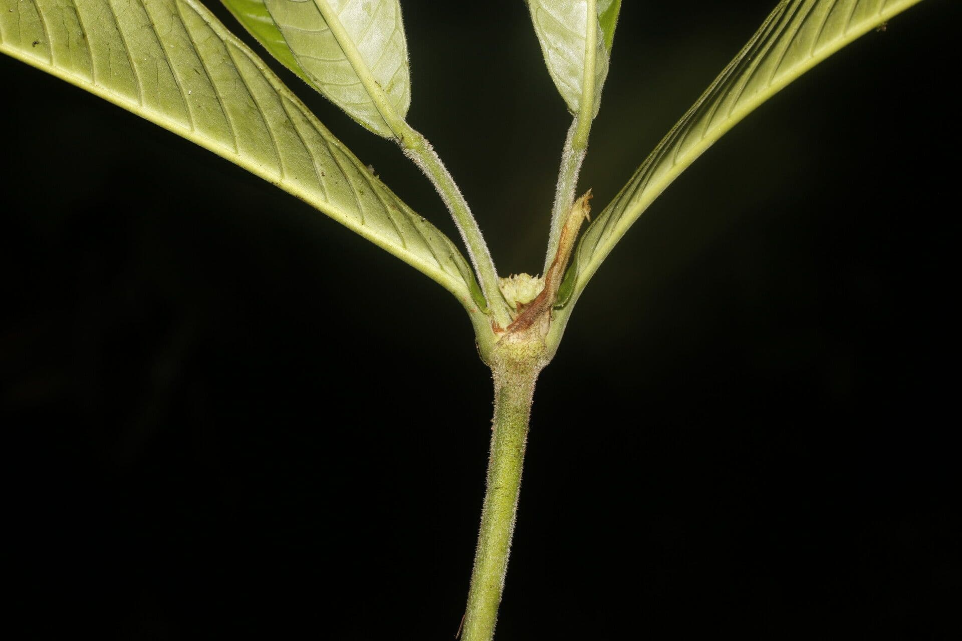 Psychotria 9