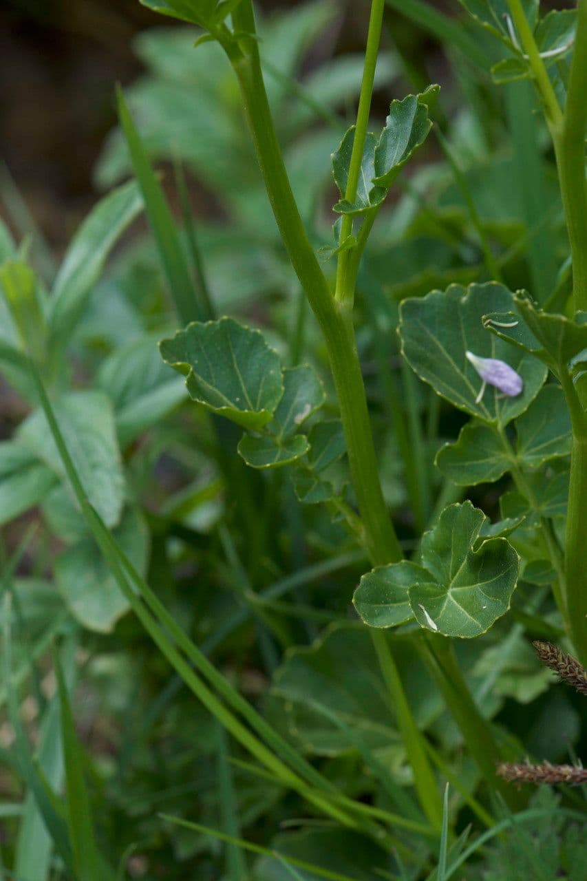 Cardamine raphanifolia 21