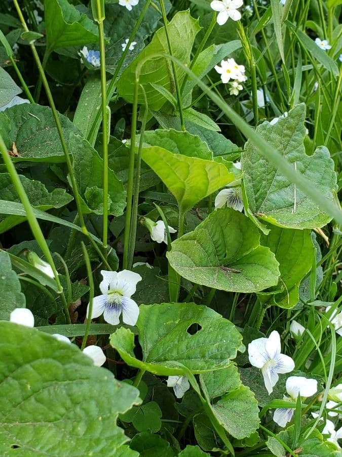 Viola striata 14