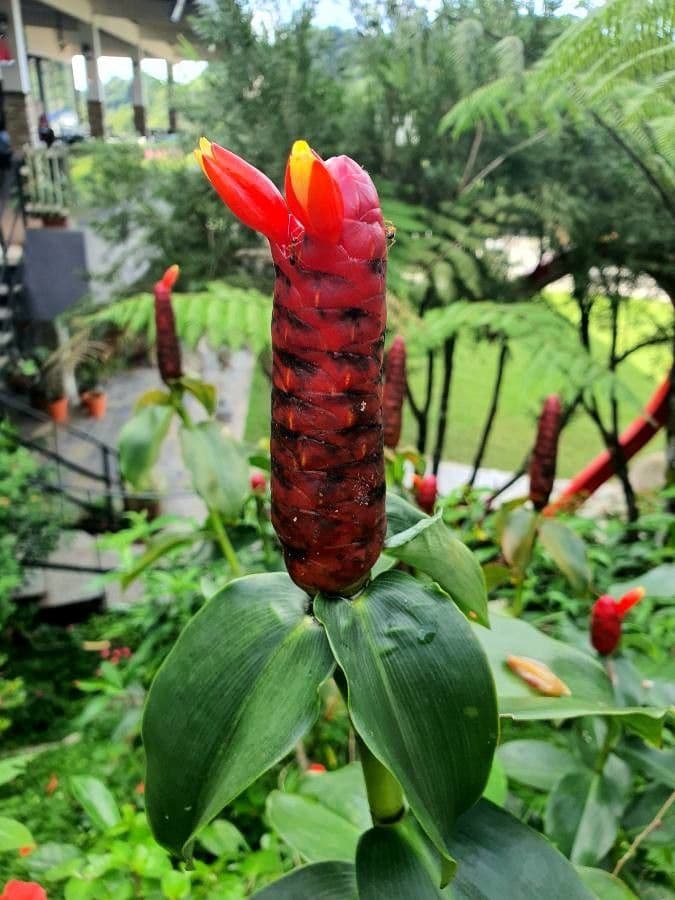 Costus spiralé 3