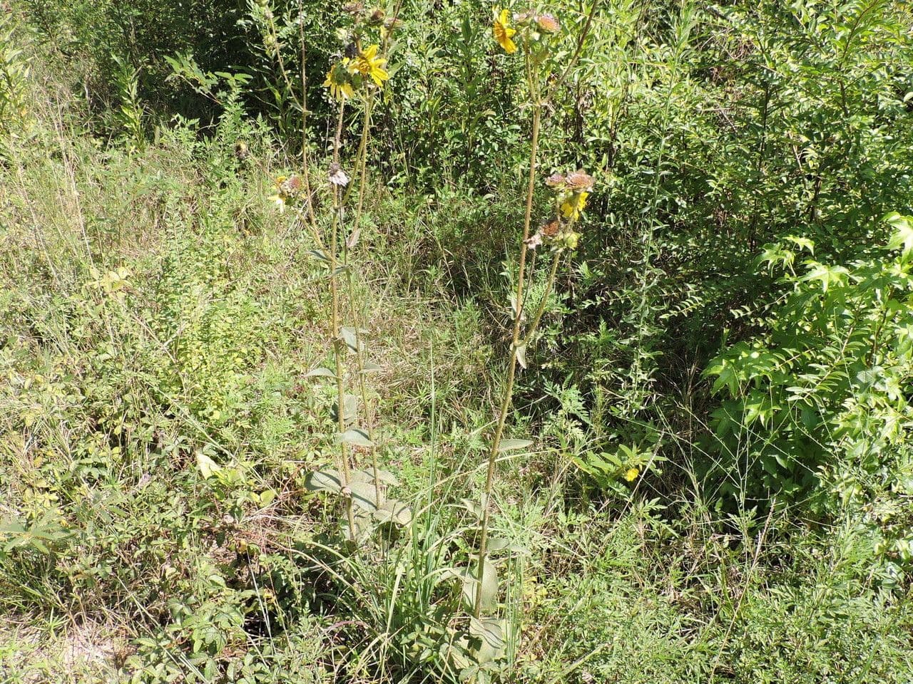Raues Silphium 8