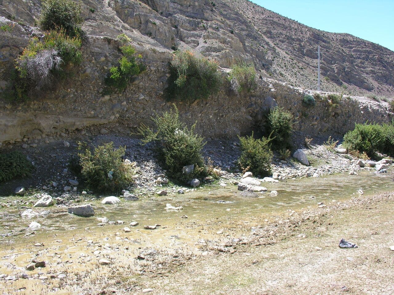 Berberitze 4