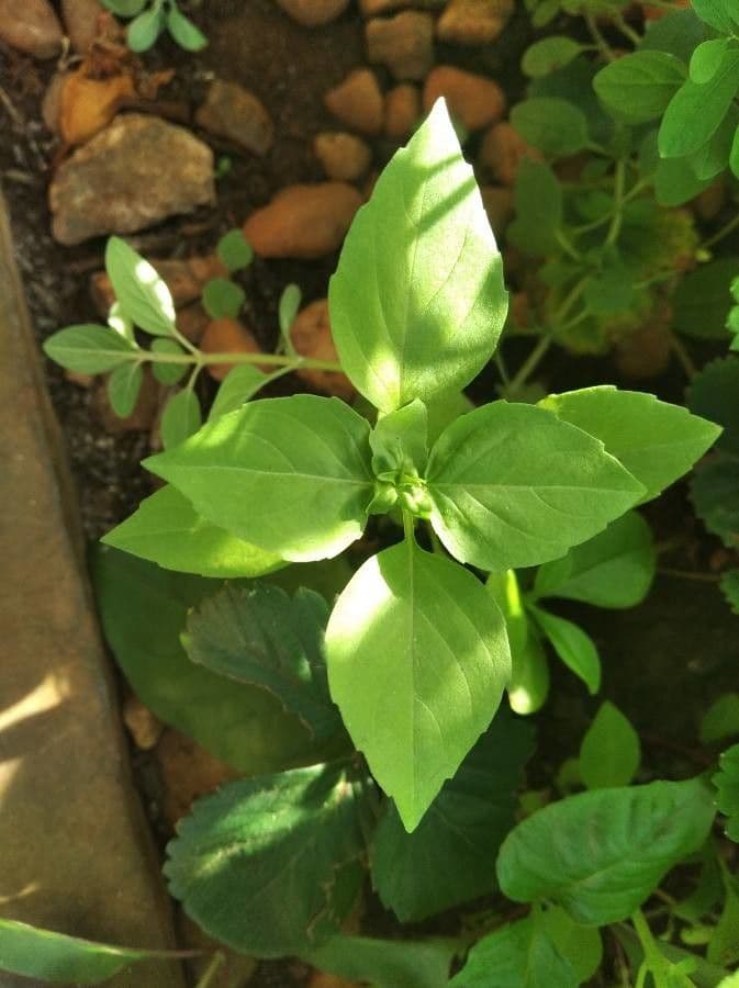 Basilico 12