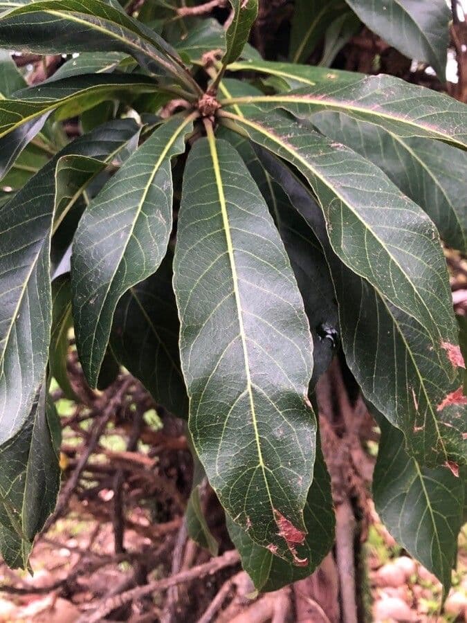 Kanonenbaum 18