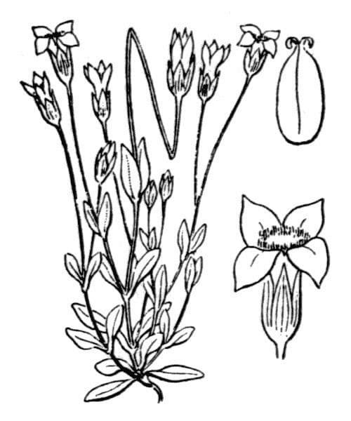 Comastoma tenellum 17