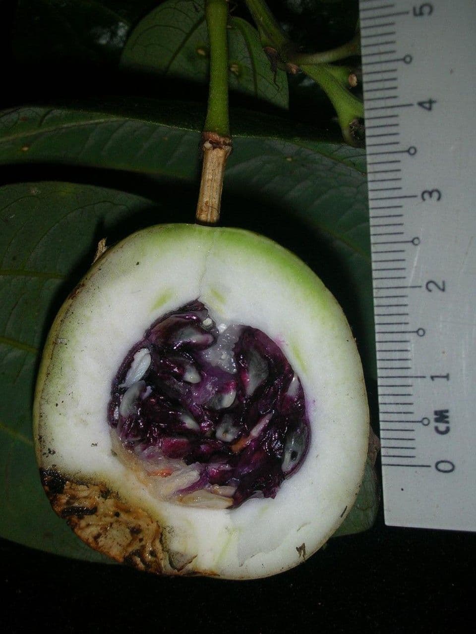 Passiflora 4