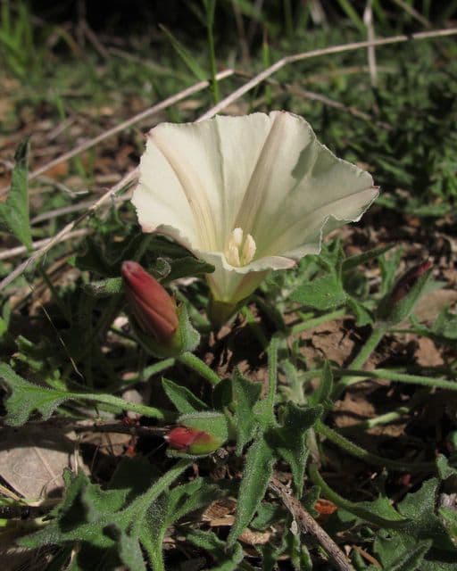 Vilucchio delle colline 5