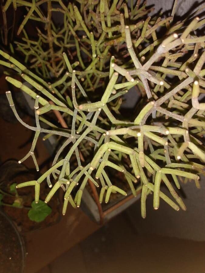 Rhipsalis clavata 13