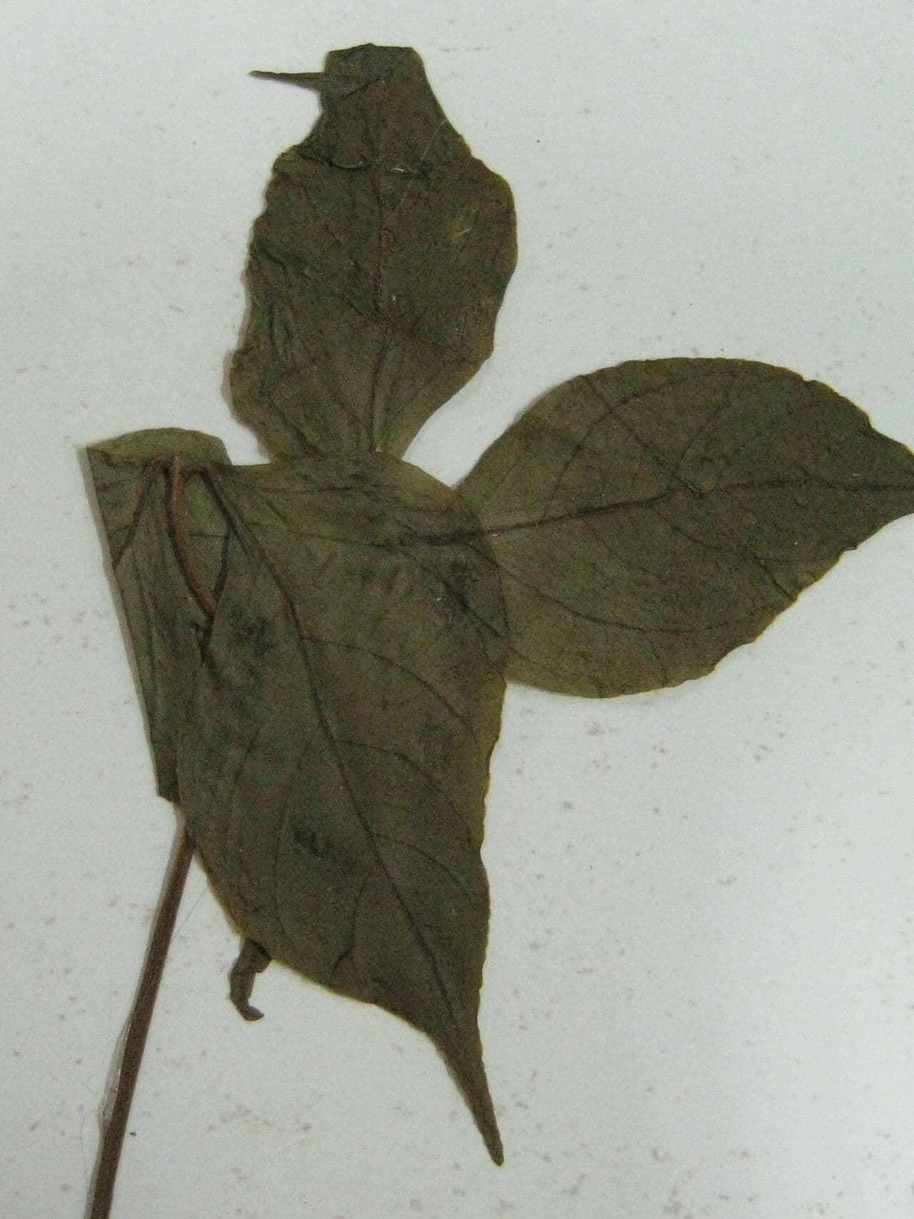 Cedro per sigari 3
