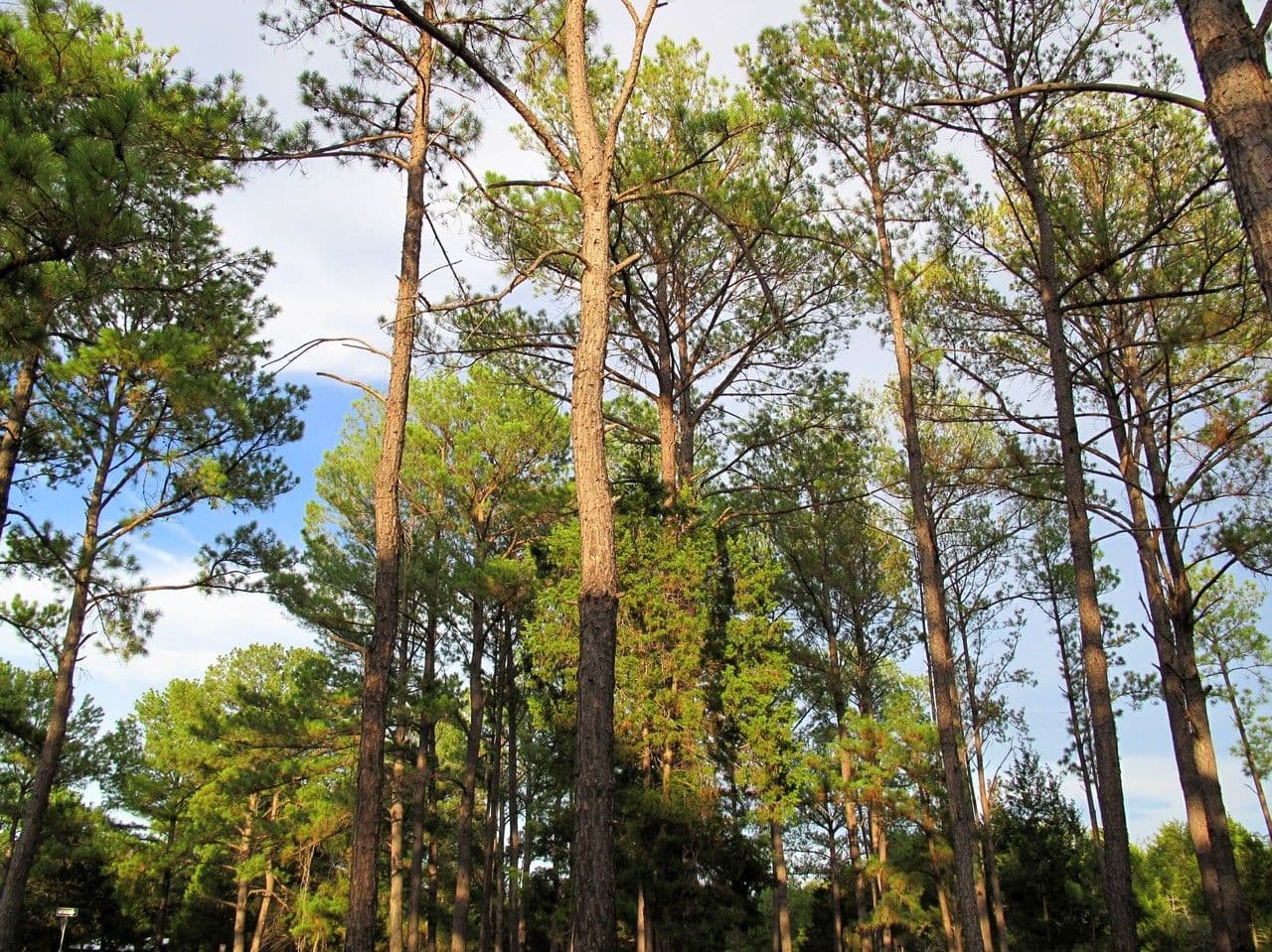 Sumpfkiefer 11