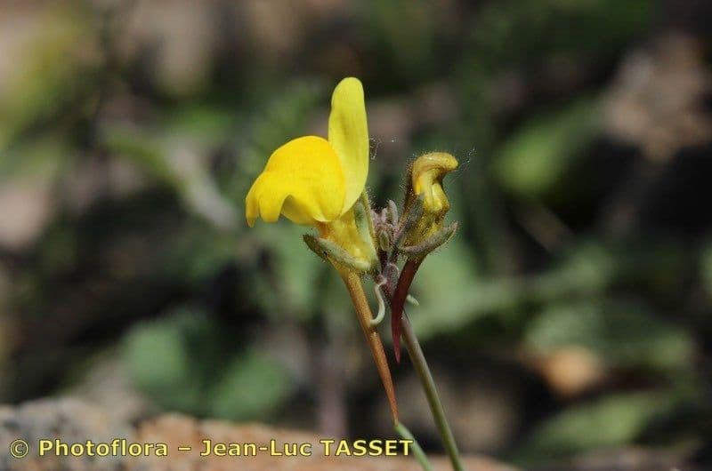 Linaria oblongifolia 4