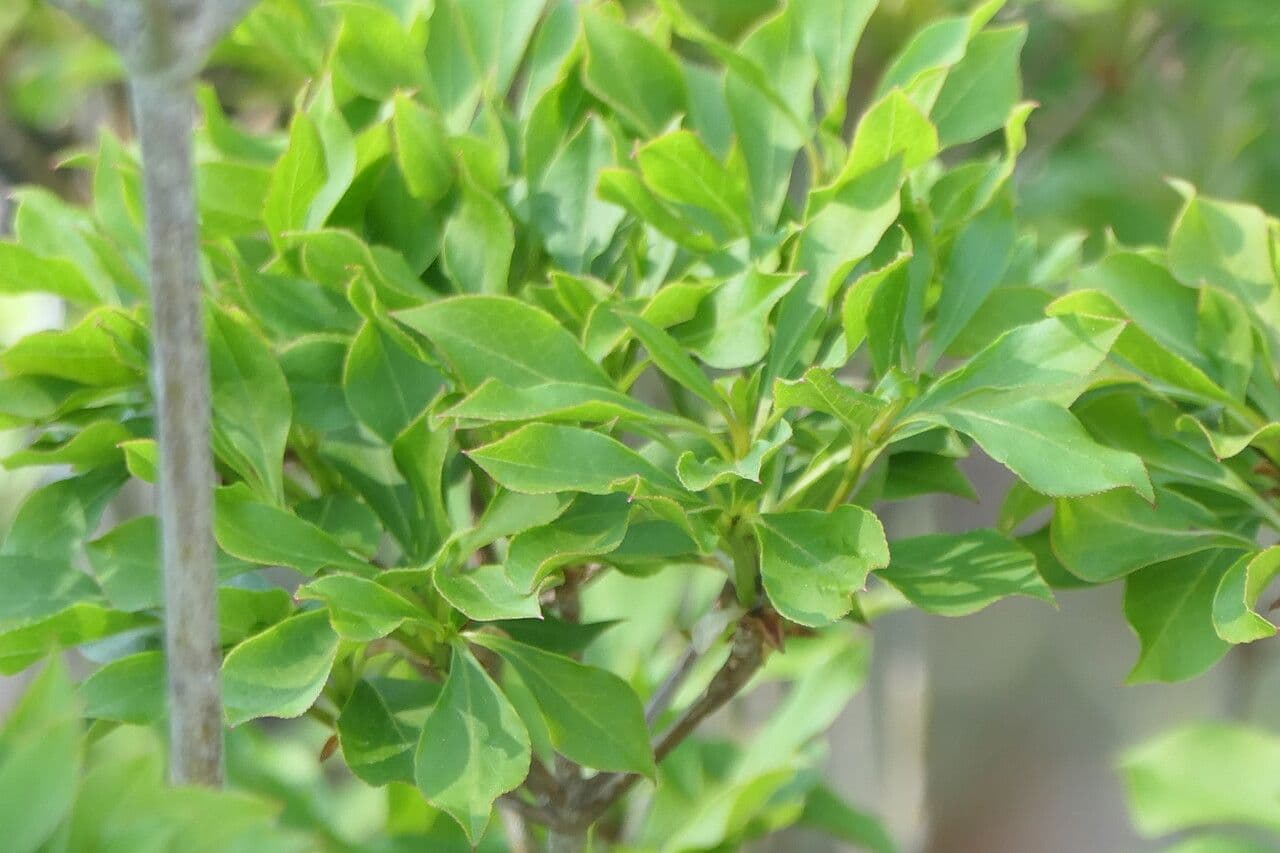 Enkianthus blanco 9