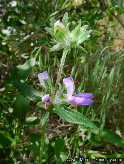 Collinsia concolor 10