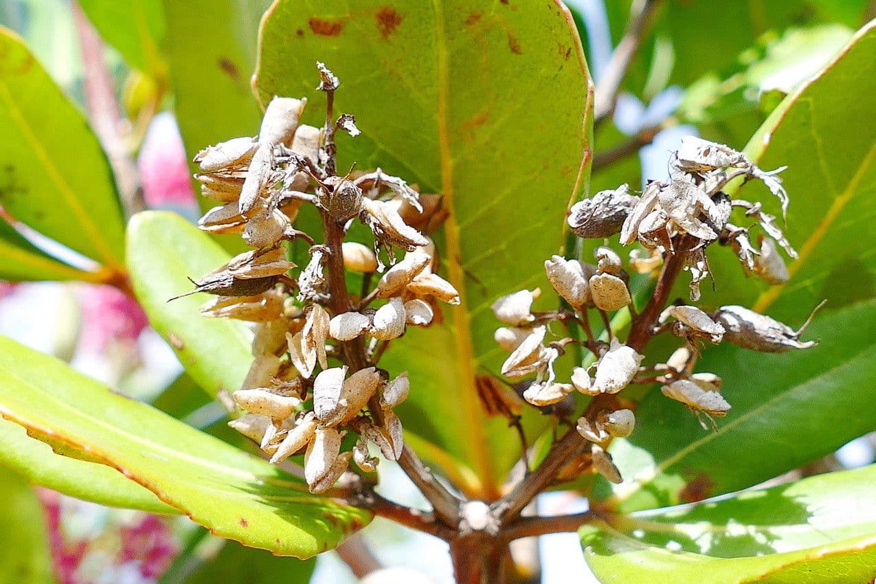 Cunonia 6