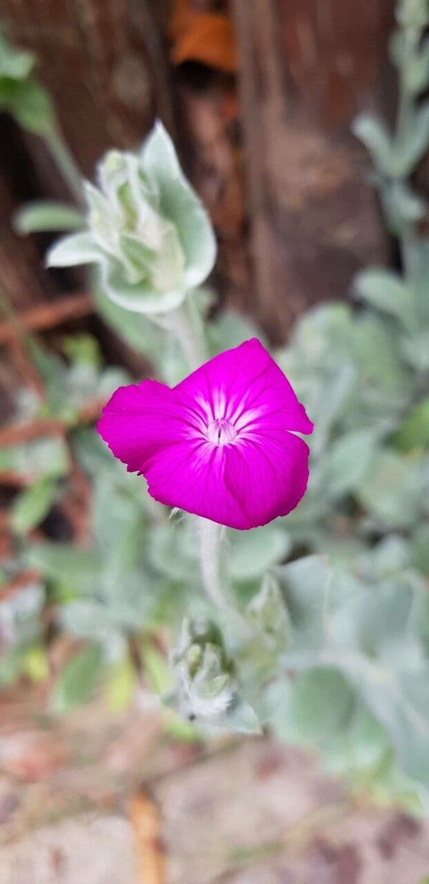 Silene coronaria 10
