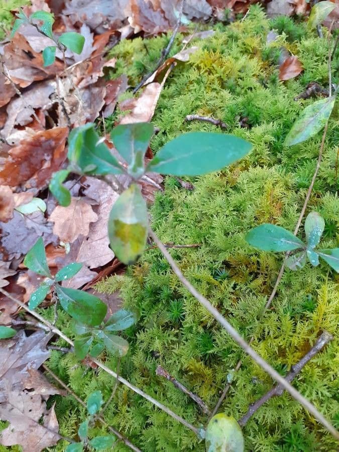 Borówka brusznica 22